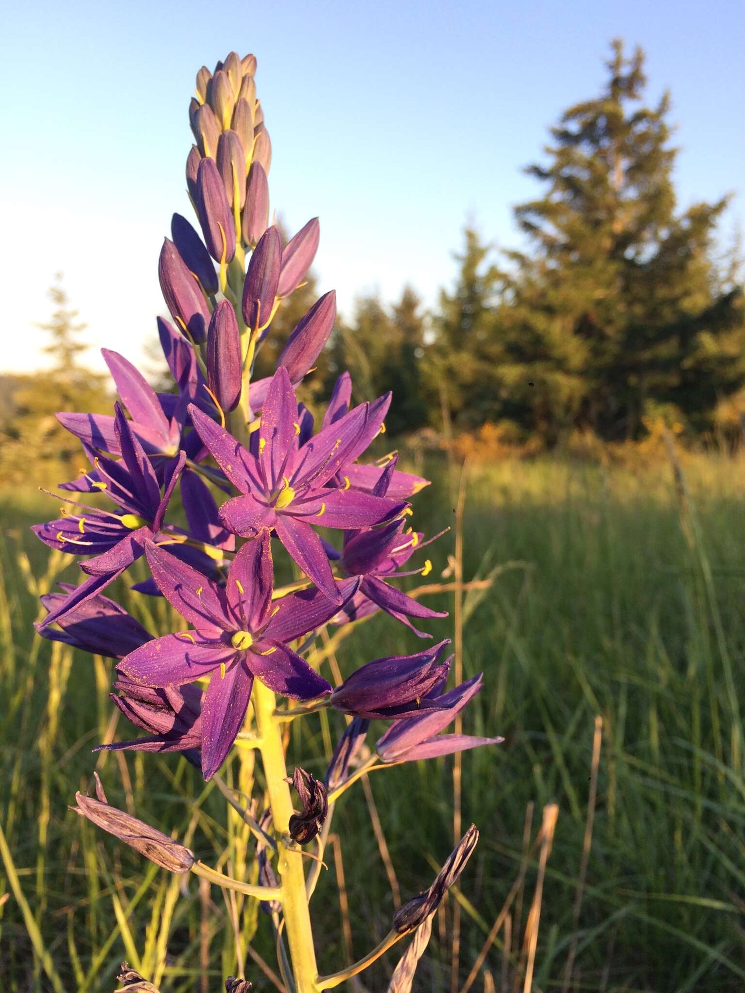 Image de Camassia leichtlinii (Baker) S. Watson