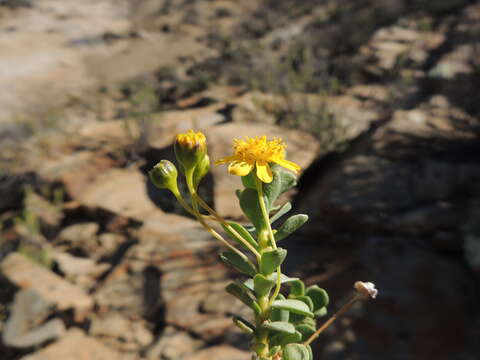 Image of Euryops imbricatus (Thunb.) Less.