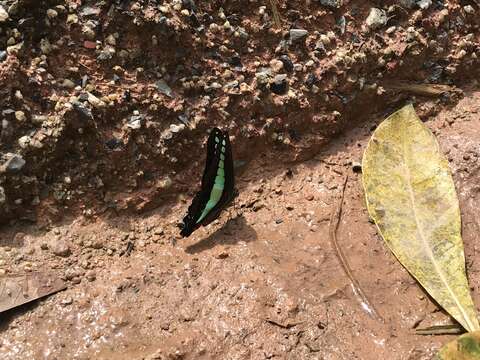 صورة Graphium sarpedon (Linnaeus 1758)