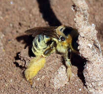 Image of Sunflower Chimney Bee