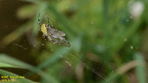 Image of Barbary Spider