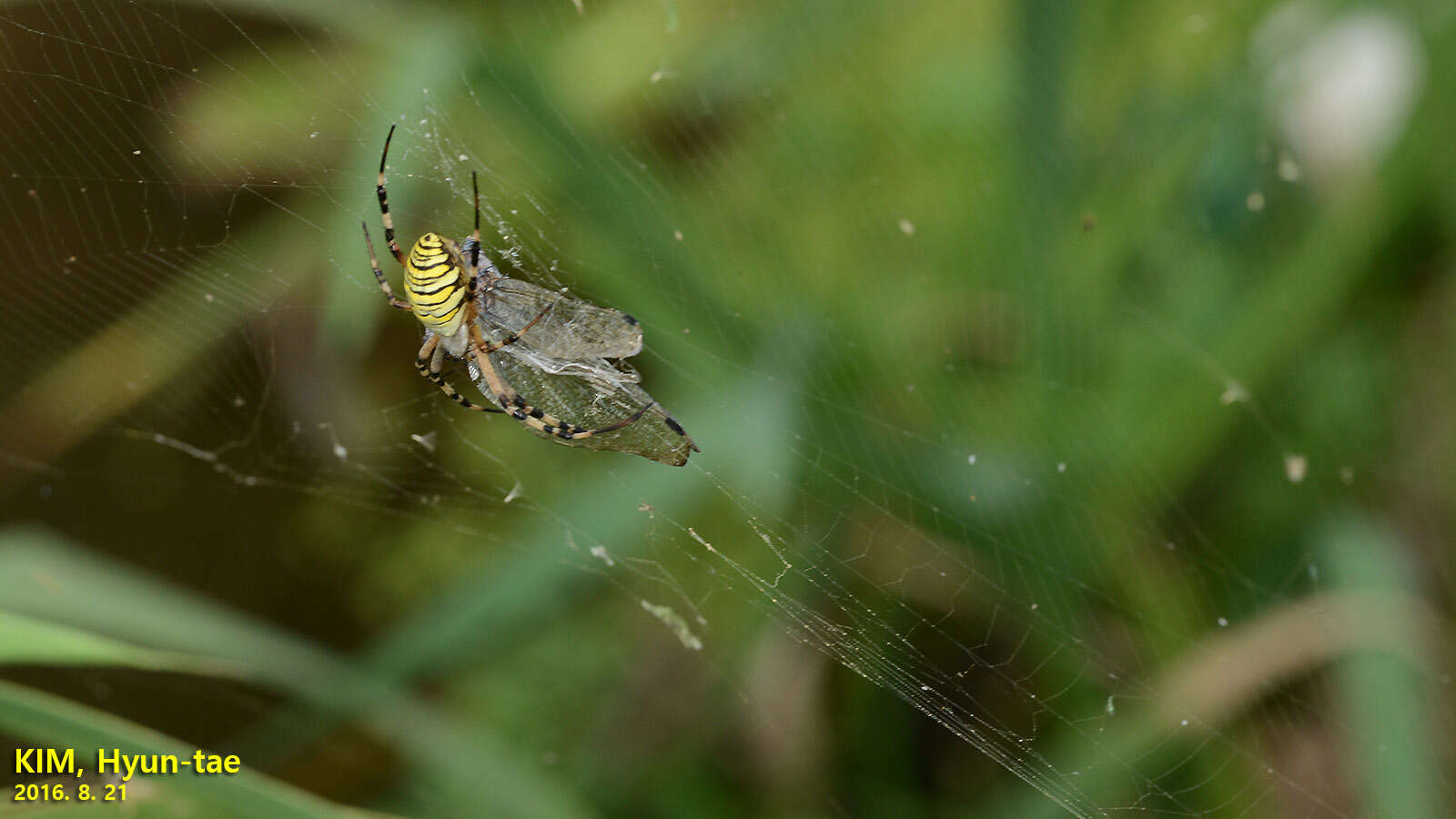 Imagem de Argiope bruennichi (Scopoli 1772)