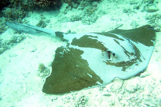 Image of Broad cowtail ray