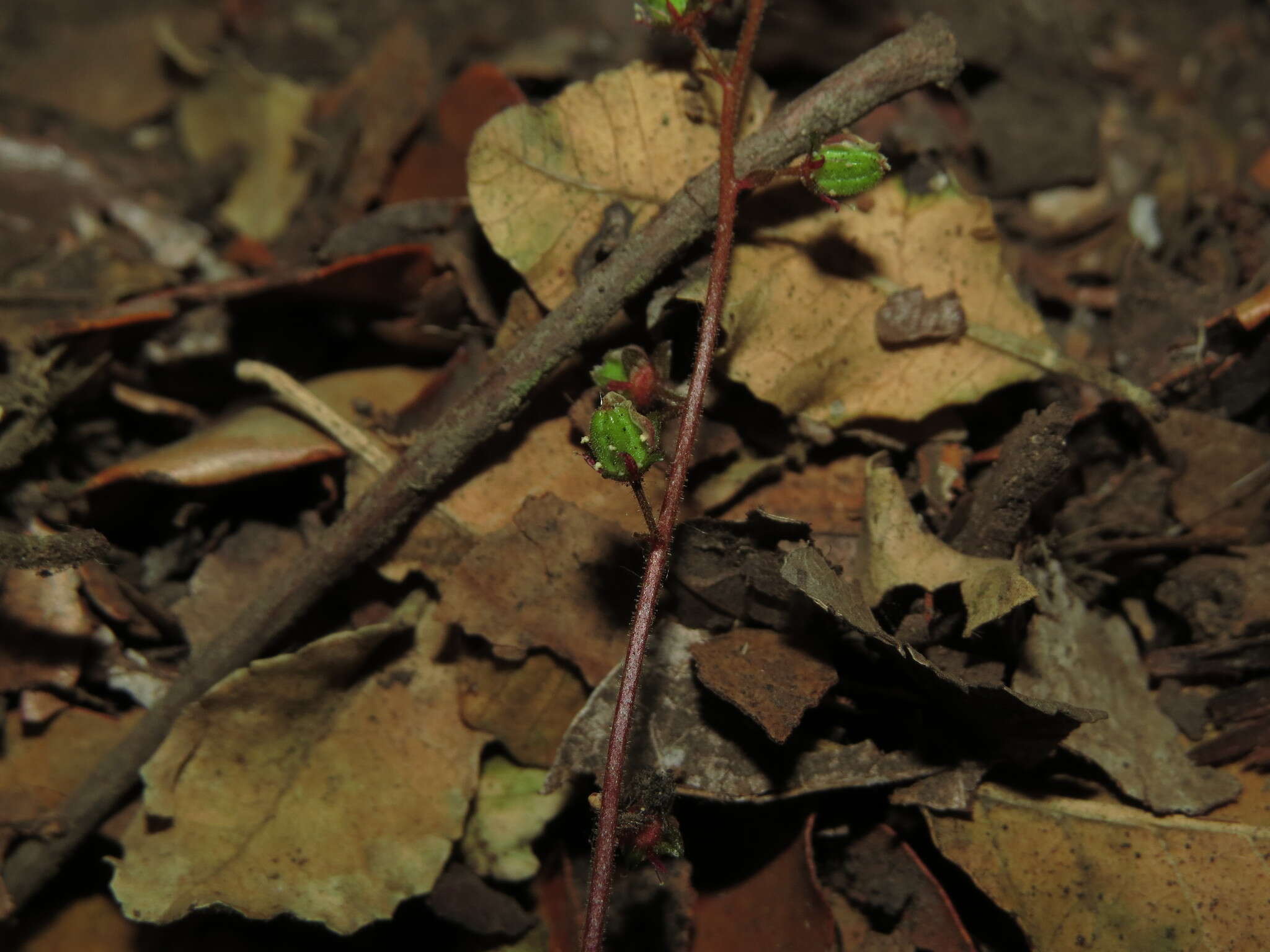 Image of Tetilla hydrocotylifolia DC.