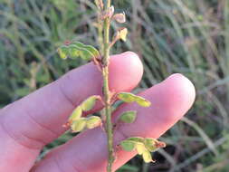 Image of sessileleaf ticktrefoil