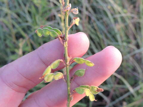 Imagem de Desmodium sessilifolium Torr. & A. Gray