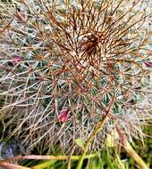 Mammillaria rhodantha subsp. rhodantha的圖片