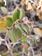 صورة Euphorbia tomentulosa S. Watson