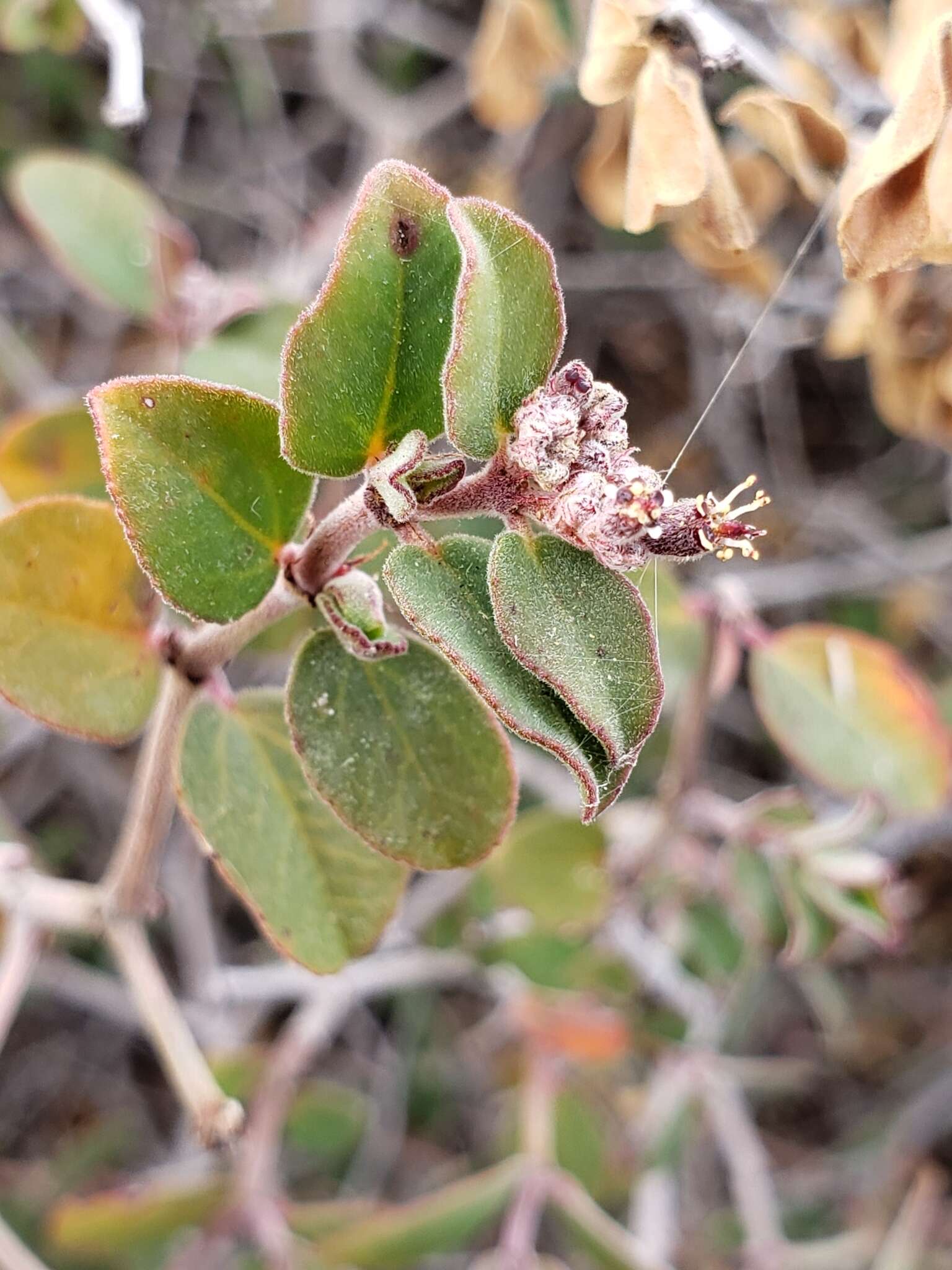 صورة Euphorbia tomentulosa S. Watson