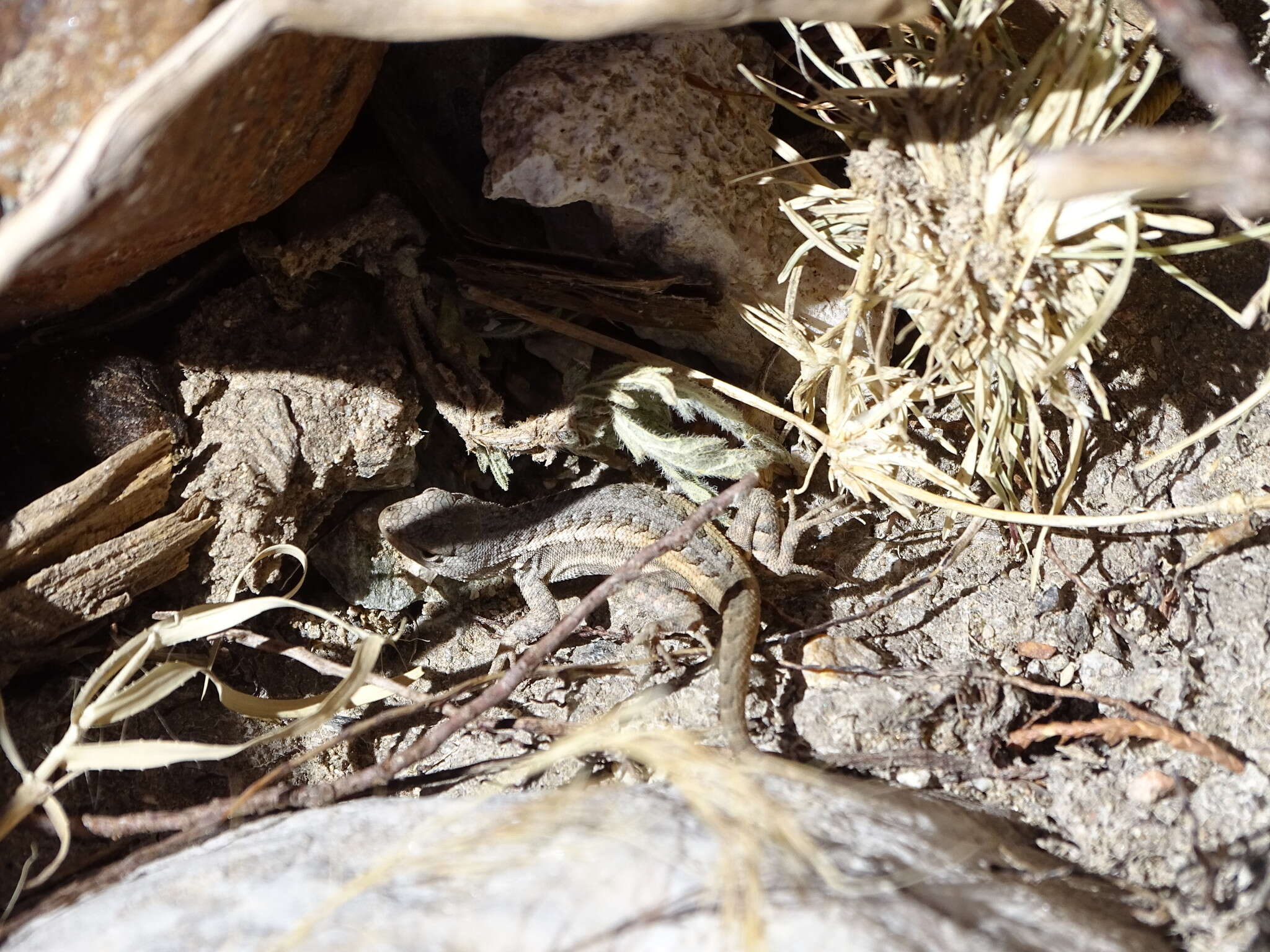 Imagem de Sceloporus jalapae Günther 1890