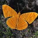 Image of Chersonesia rahrioides Moore 1899