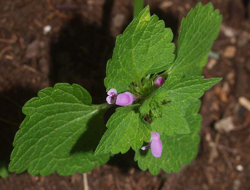 Image of purple archangel