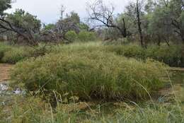 Image de Cyperus exaltatus Retz.