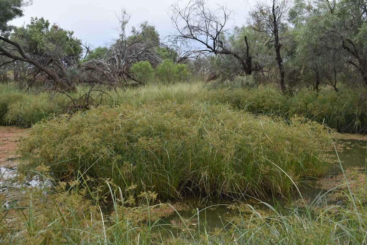 Image de Cyperus exaltatus Retz.