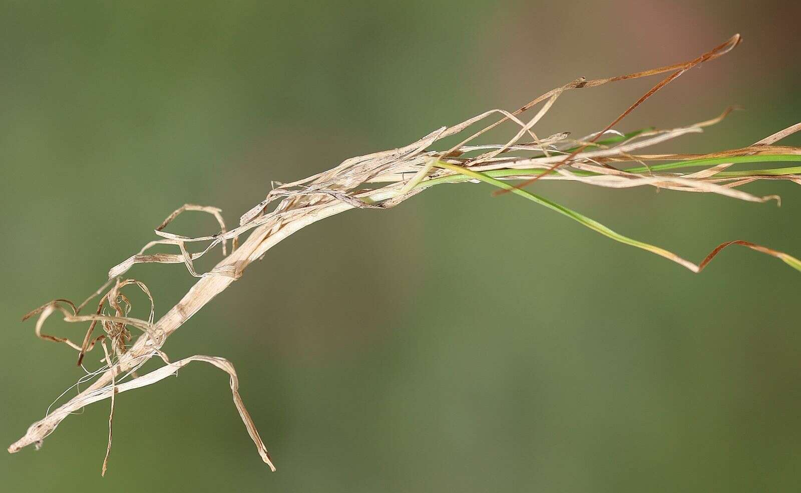 Imagem de Agrostis rupestris All.