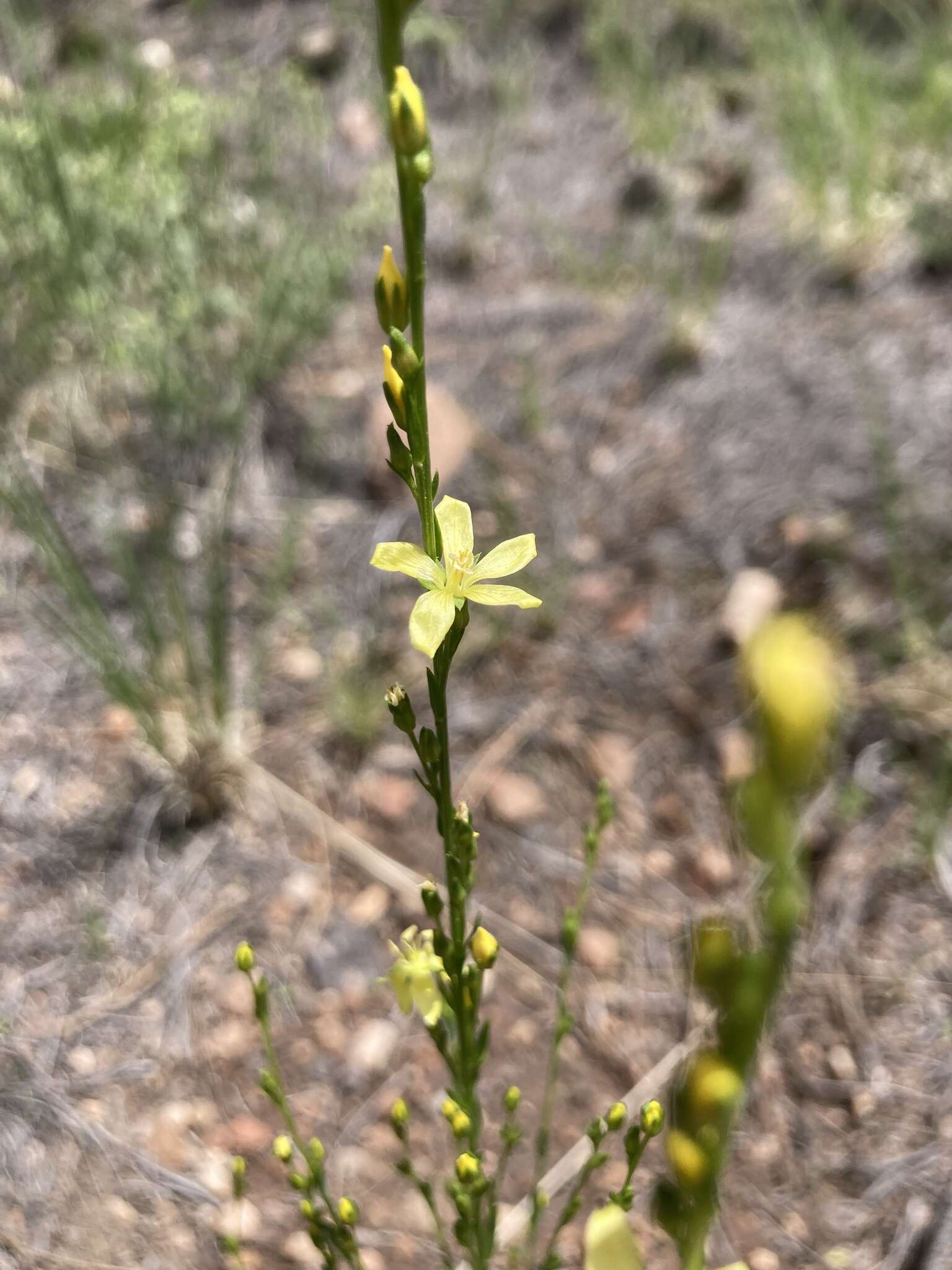 Image of New Mexico yellow flax