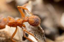 Image of Trachymyrmex arizonensis (Wheeler 1907)