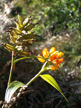 Image of Elleanthus aurantiacus (Lindl.) Rchb. fil.