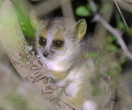 Image of Gray Mouse Lemur