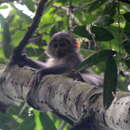 Image of Red-capped Monkey