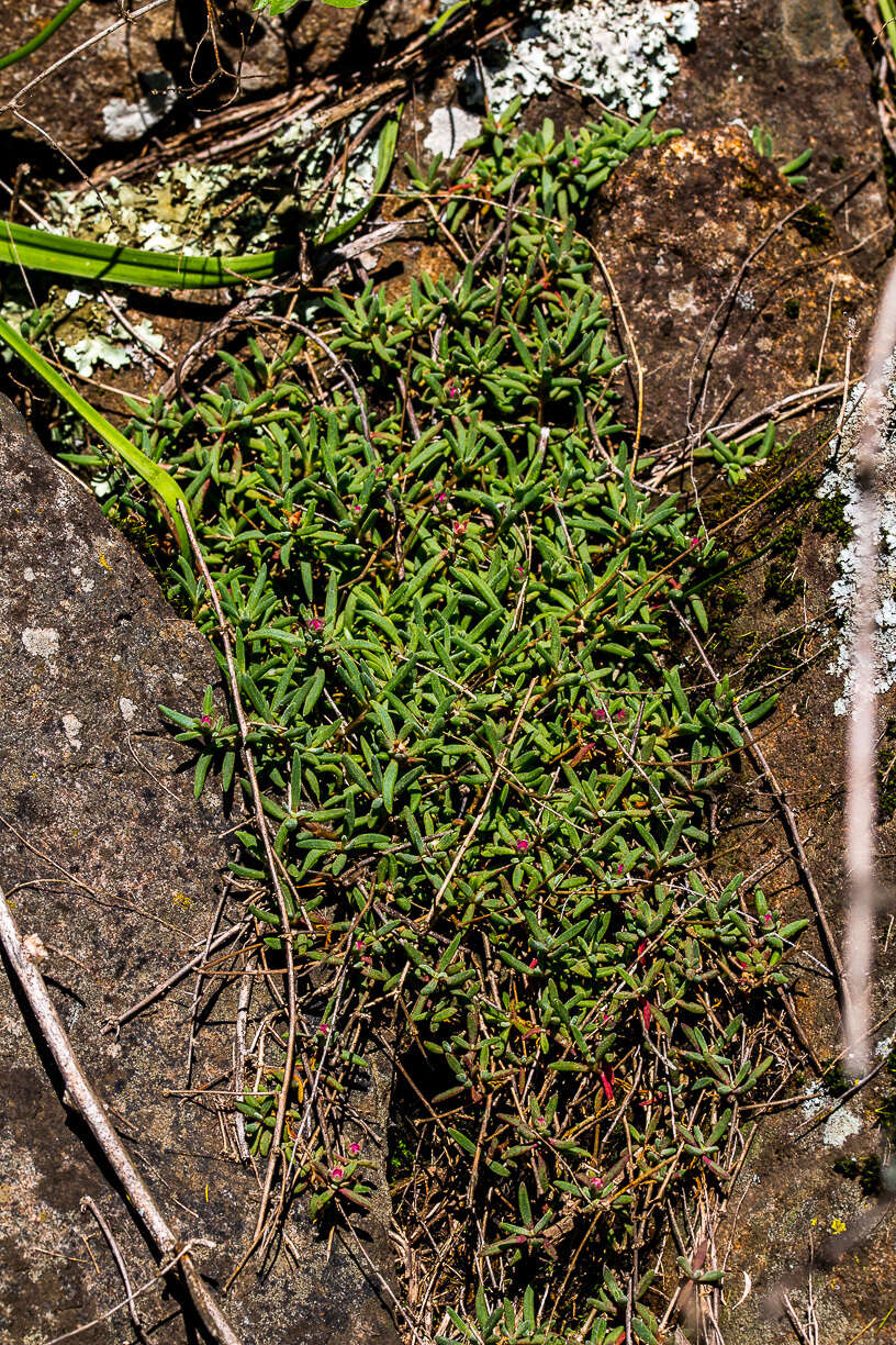 Imagem de Delosperma lavisiae L. Bol.