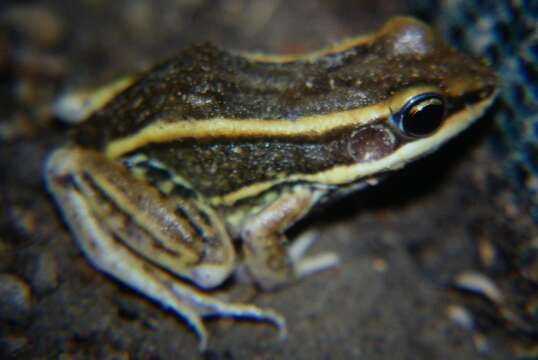 Image of Galam white-lipped frog