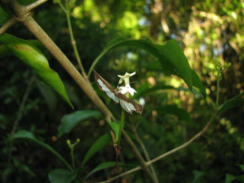 Image of thicket wild coffee