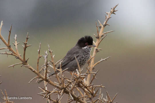 Image of Cyprus Warbler