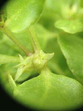 Image of Sclerophylax spinescens Miers