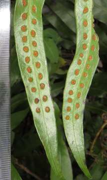 Image of monarch fern