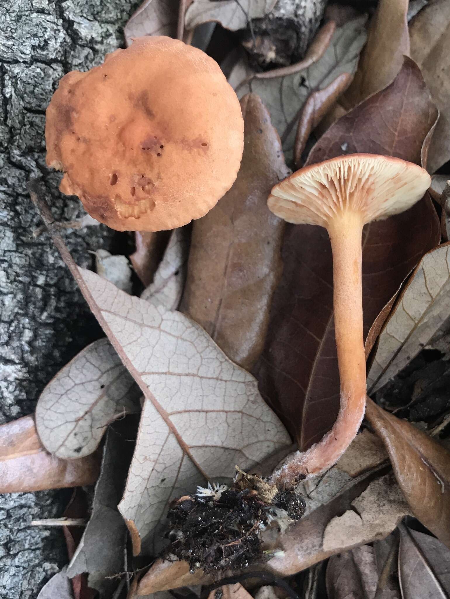 Image of Lactarius subserifluus Longyear 1902