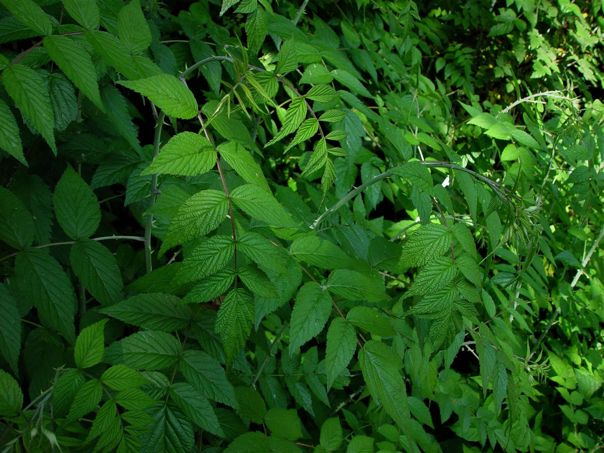 Слика од Rubus cockburnianus Hemsl.