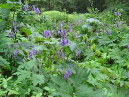 Image of Aconitum sczukinii Turcz.