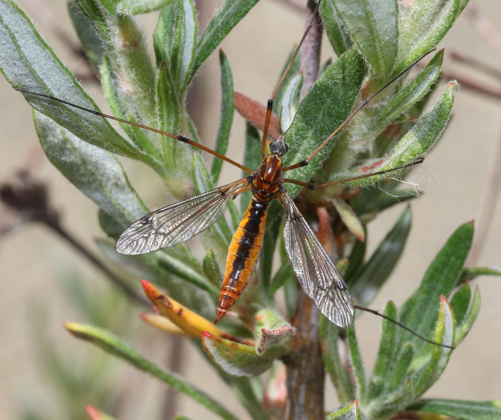 Tipula (Hesperotipula) californica (Doane 1908)的圖片