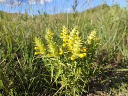 Image of Melampyrum barbatum Waldst. & Kit. ex Willd.