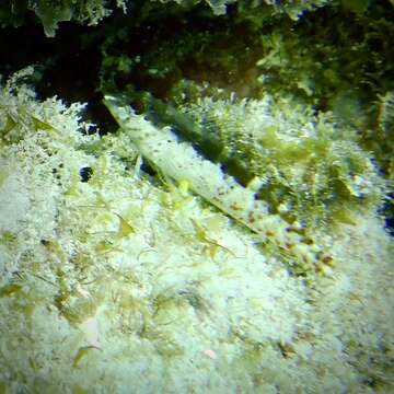 Image of Saddled Blenny