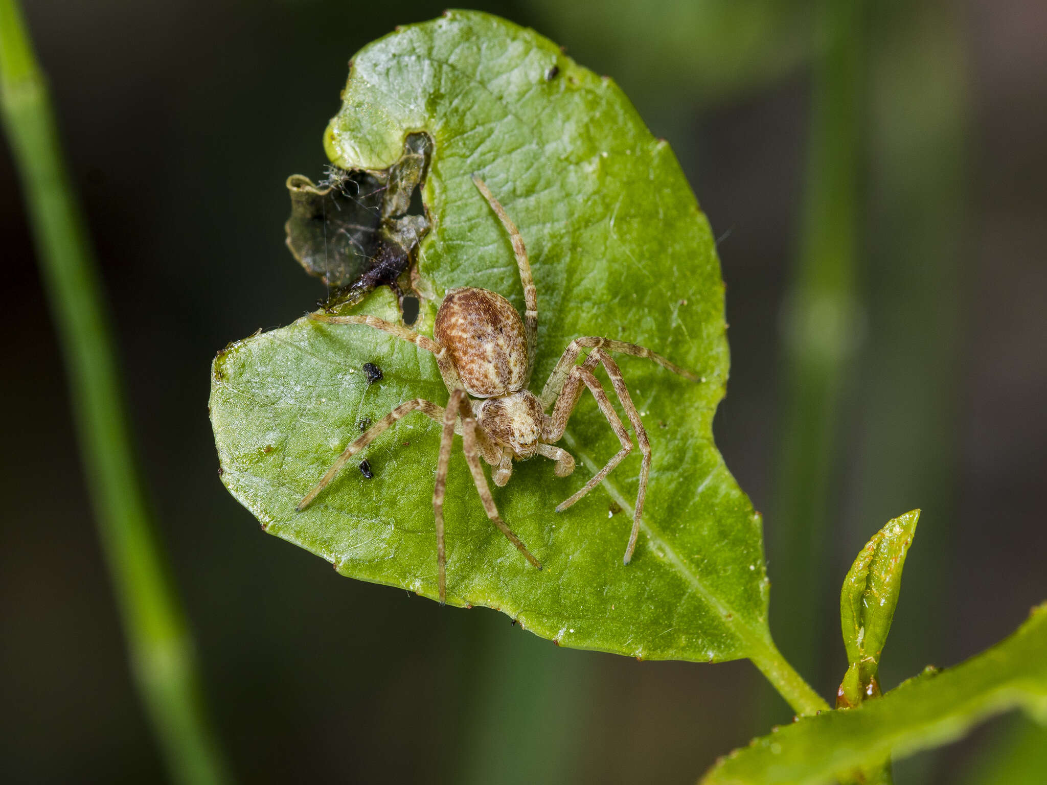 Image of Philodromus cespitum (Walckenaer 1802)