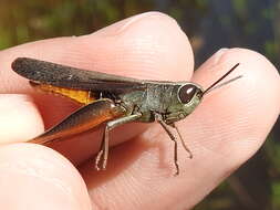 Image of Brown Winter Grasshopper