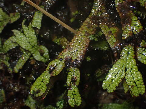 Image of Marchantia macropora Mitt.