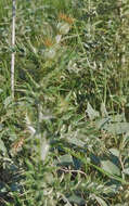 Plancia ëd Cirsium ochrocentrum A. Gray