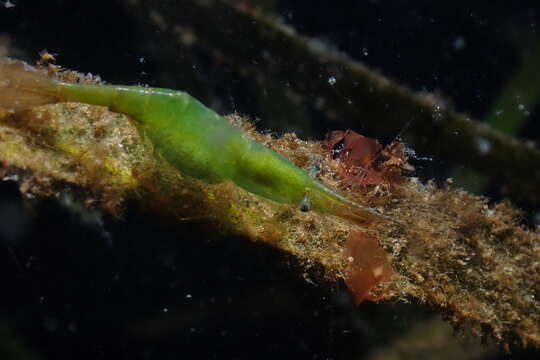 Image of kelp humpback shrimp