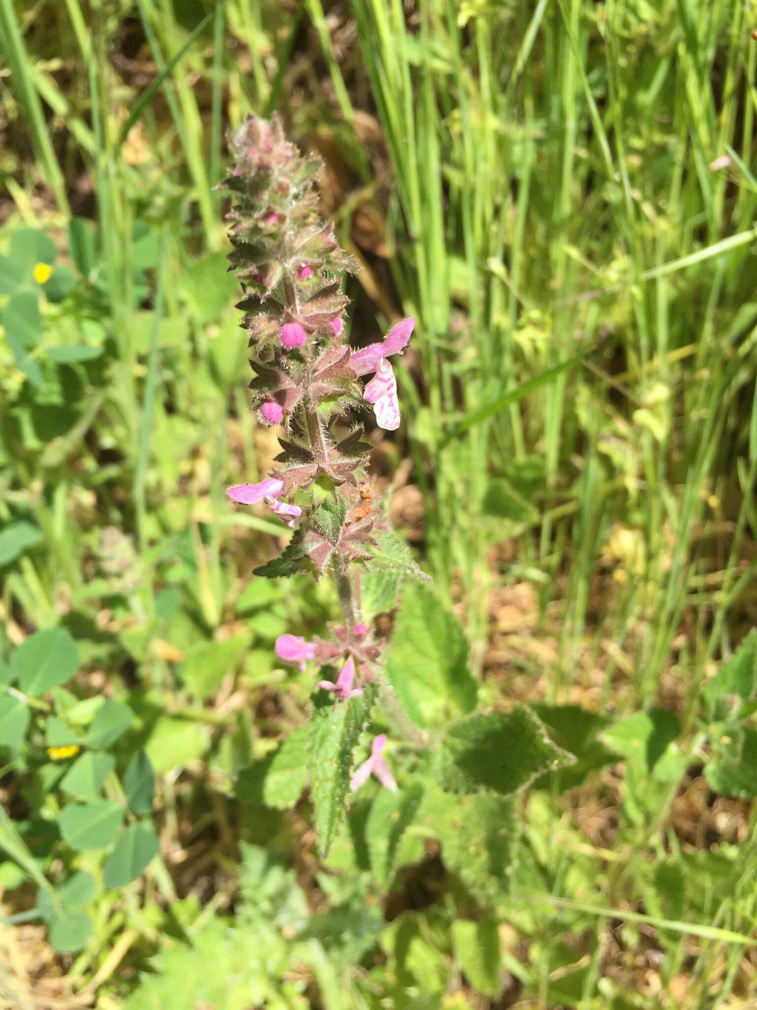 Stachys bullata Benth. resmi