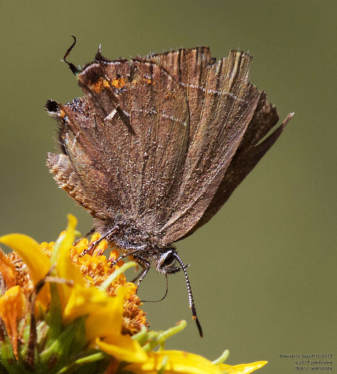 صورة Satyrium polingi