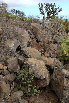 Image of Aeonium smithii (Sims) Webb & Berth.