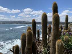 Image of Trichocereus bolligerianus