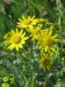 Image of eastern groundsel