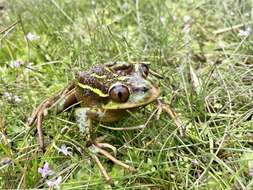 Image of Emerald Forest Frog