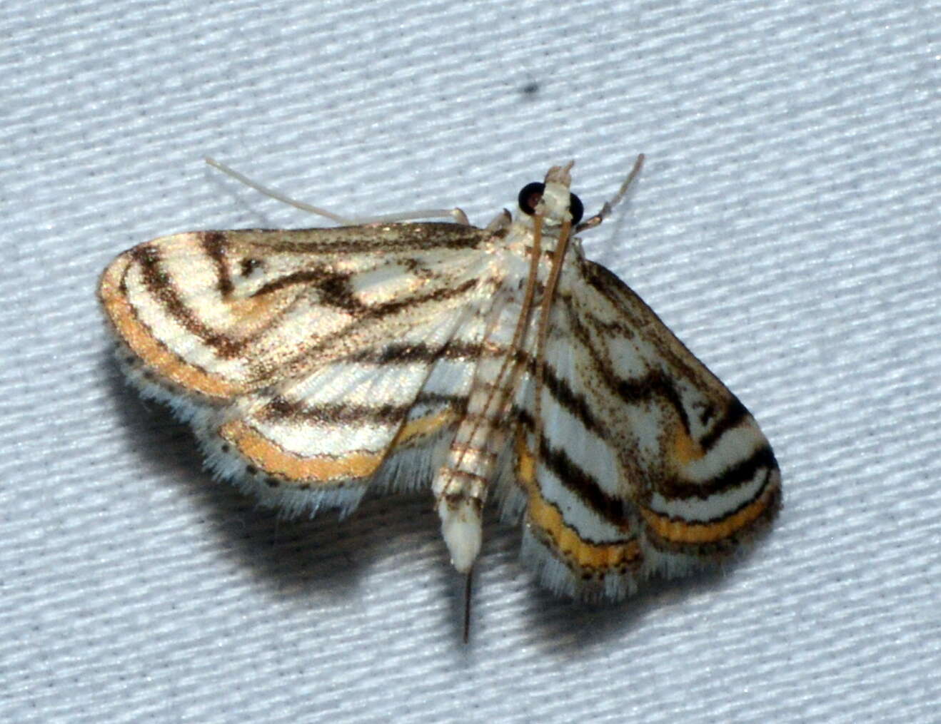 Image of Chestnut-marked Pondweed Moth