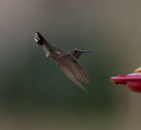 Image of Black-chinned Hummingbird