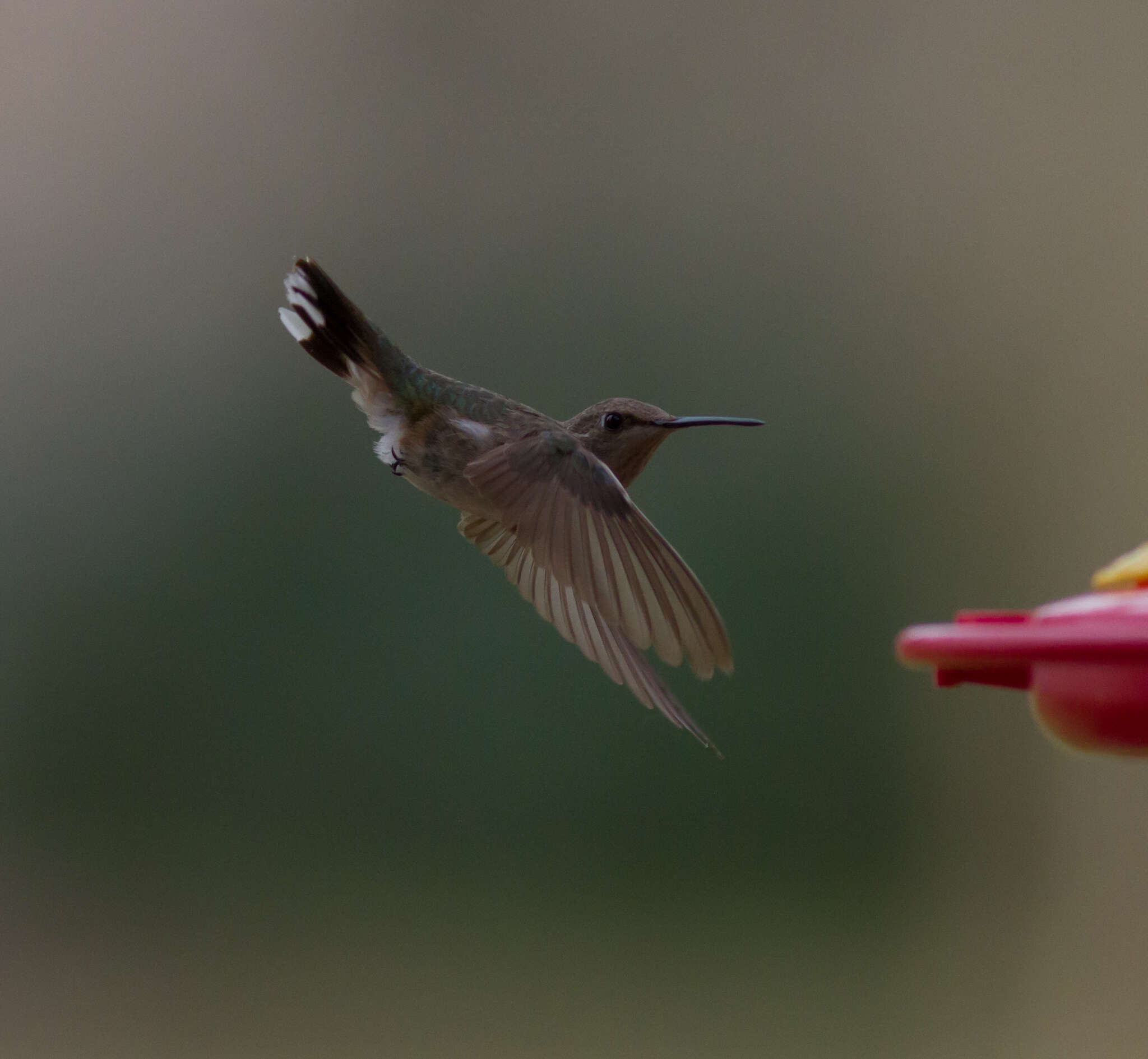 Image of Black-chinned Hummingbird